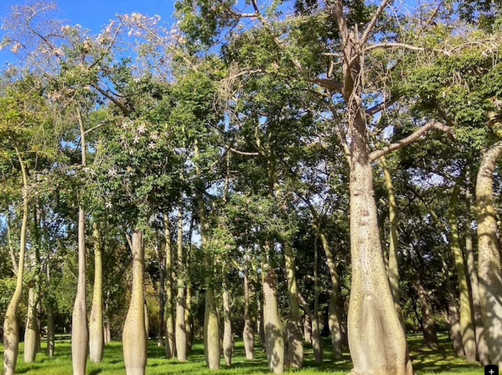 Bosque de Arboles Botella