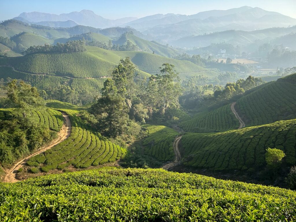 India Yoga Wonders_Munnar