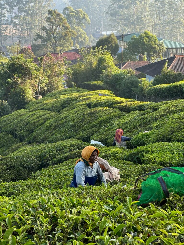 Tea_picking